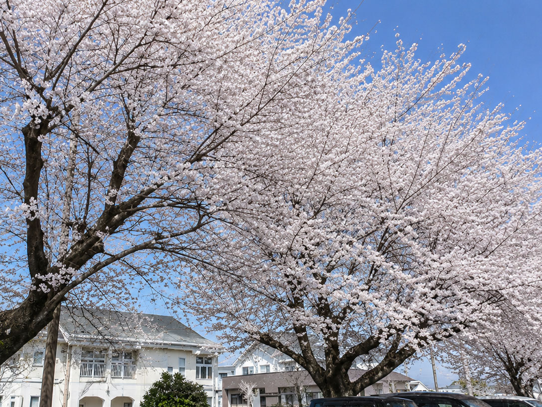 敷地内の桜